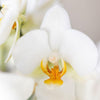 Schmetterlingsorchidee Überraschungsbox Diamond – Phalaenopsis – Ansicht 4