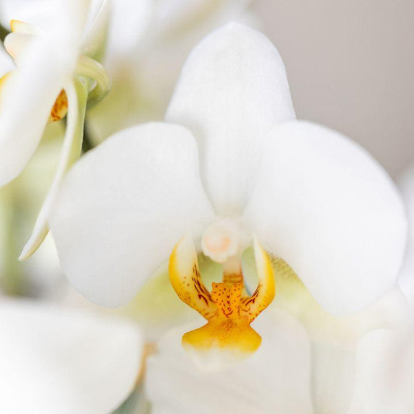 Schmetterlingsorchidee Überraschungsbox Diamond – Phalaenopsis – Ansicht 4
