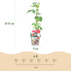 Taybeere – Rubus fruticosus × idaeus – Ansicht 3