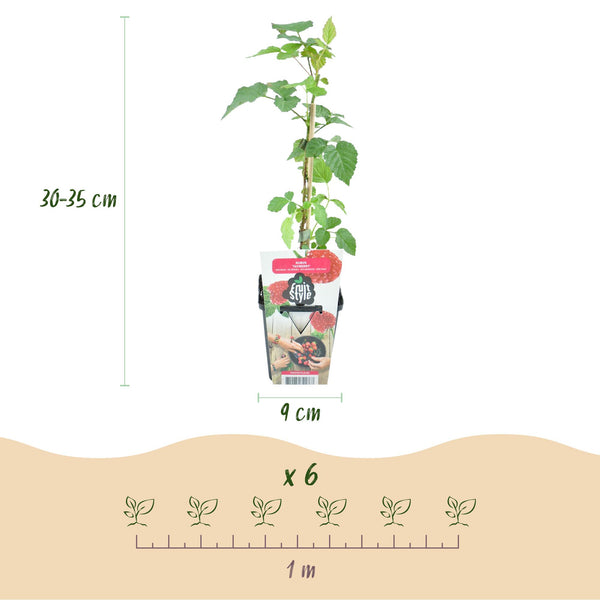 Taybeere – Rubus fruticosus × idaeus – Ansicht 3