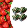 Erdbeere – Fragaria × ananassa