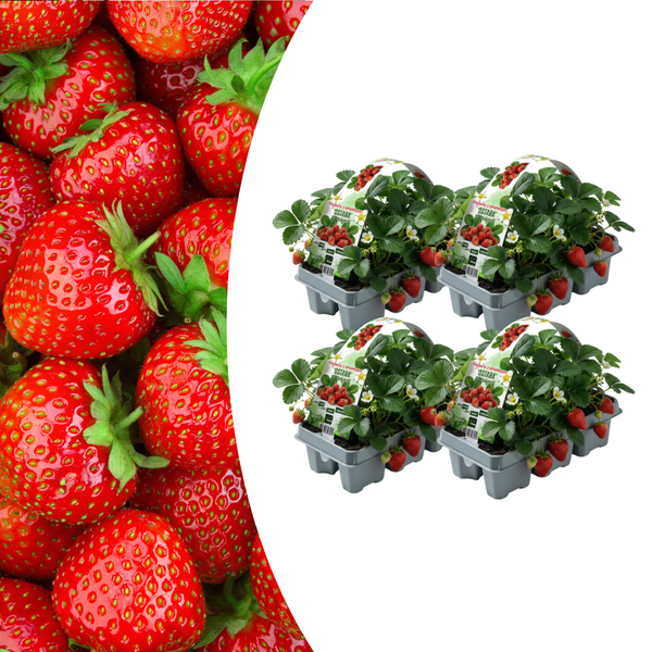 Erdbeere – Fragaria × ananassa