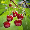 Süßkirsche ‚Regina' – Prunus avium – Ansicht 6