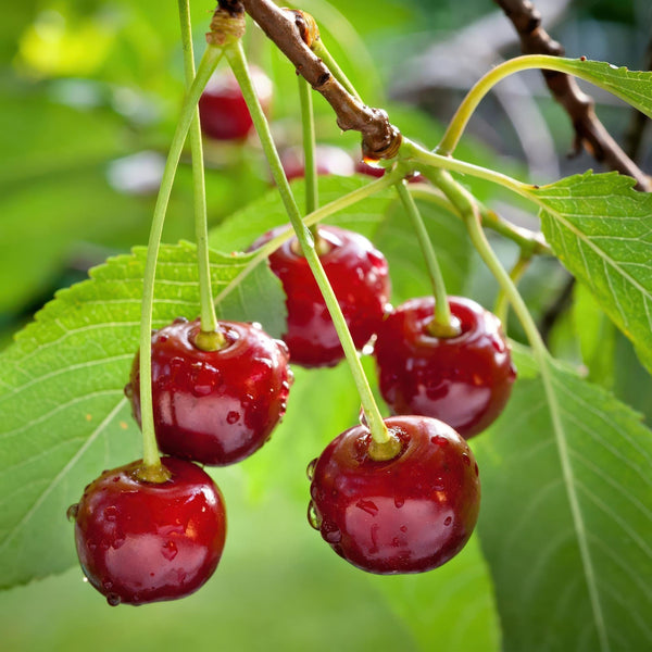 Süßkirsche ‚Regina' – Prunus avium – Ansicht 6