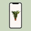 Einblatt ‚Sweet Sebastiano' – Spathiphyllum – Ansicht 4