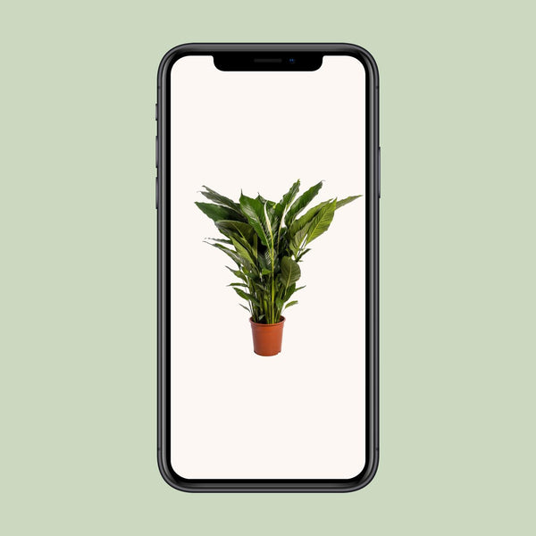 Einblatt ‚Sweet Sebastiano' – Spathiphyllum – Ansicht 4