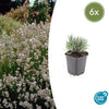 Lavendel ‚Edelweiss' – Lavandula intermedia – 6 Stück