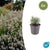 Lavendel ‚Edelweiss' – Lavandula intermedia – 6 Stück
