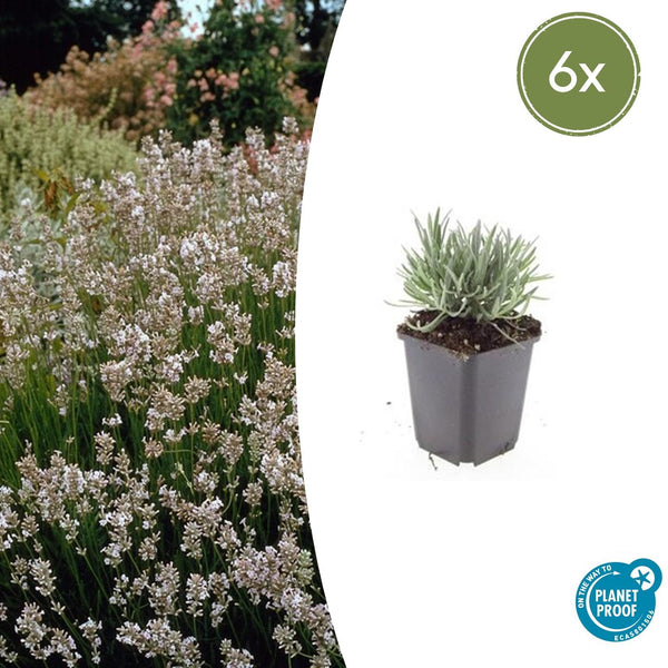 Lavendel ‚Edelweiss' – Lavandula intermedia – 6 Stück