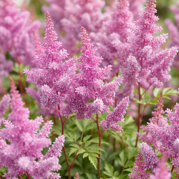 Chinesische Prachtspiere ‚Pumila' – Astilbe chinensis – Ansicht 5