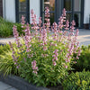 Katzenminze ‚Wild Orchid' – Nepeta sibirica – Ansicht 6