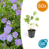 Storchschnabel ‚Rozanne' – Geranium