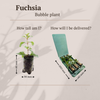 Fuchsie – Fuchsia – Ansicht 5