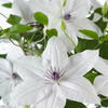 Waldrebe ‚Tsukiko' – Clematis – Ansicht 4