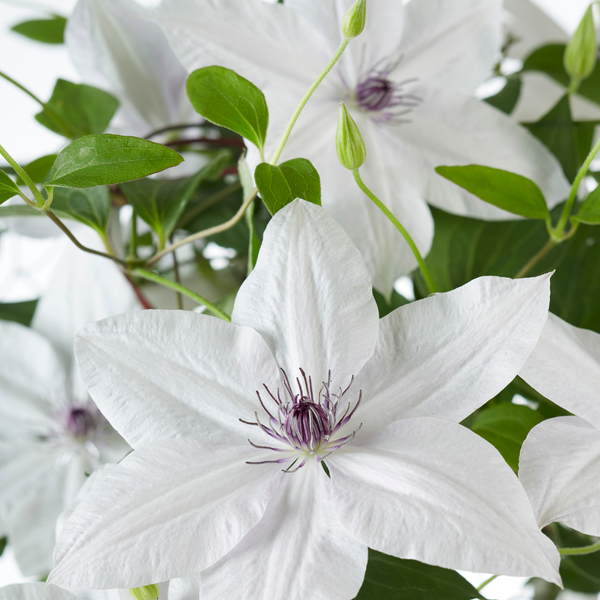 Waldrebe ‚Tsukiko' – Clematis – Ansicht 4