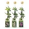 Passionsblumen-Set „Tricolour“ – 3 Passiflora-Sorten – Ansicht 2