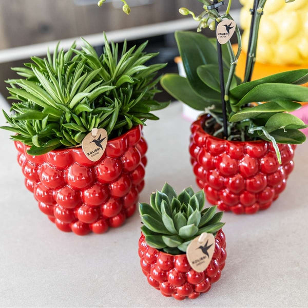 Übertopf Berry – Ansicht 6
