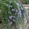 Kriechender Rosmarin ‚Prostratus' – Rosmarinus officinalis – Ansicht 4