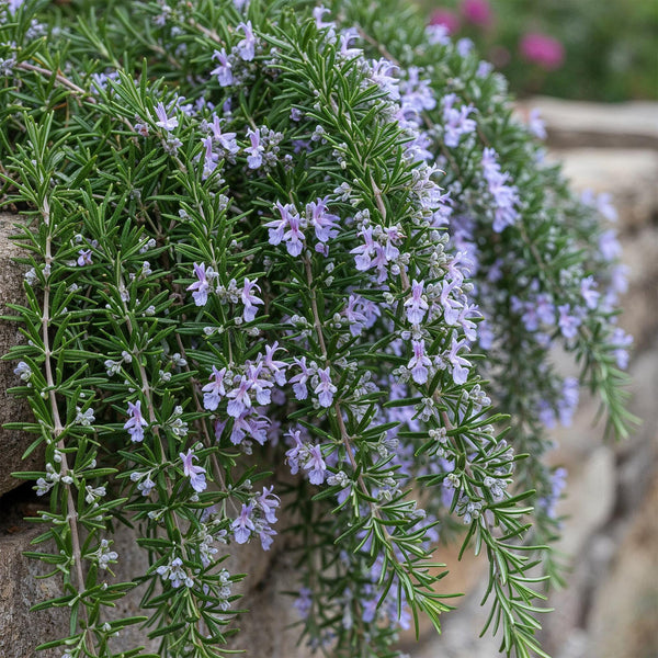 Kriechender Rosmarin ‚Prostratus' – Rosmarinus officinalis – Ansicht 4