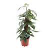 Efeutute ‚Cebu Blue' – Epipremnum pinnatum