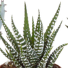 Sukkulenten-Set „Gasteria & Haworthia-Mix" – Gasterien und Haworthien – Ansicht 6