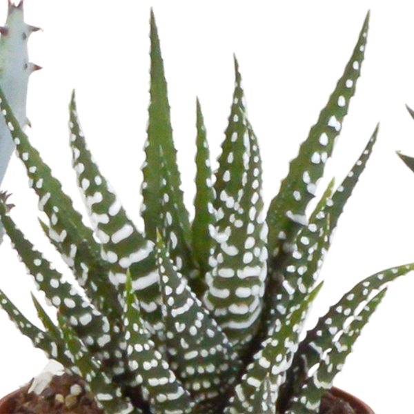 Sukkulenten-Set „Gasteria & Haworthia-Mix" – Gasterien und Haworthien – Ansicht 6