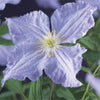 Waldrebe ‚Blue Angel' – Clematis – Ansicht 4