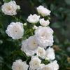 Rose ‚White Fairy' – Rosa – Ansicht 5