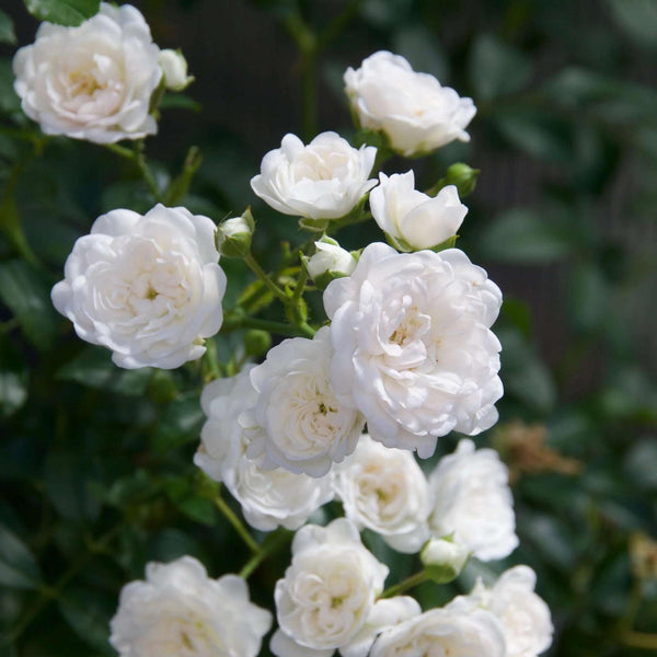 Rose ‚White Fairy' – Rosa – Ansicht 5