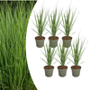 Rutenhirse ‚Northwind' – Panicum virgatum