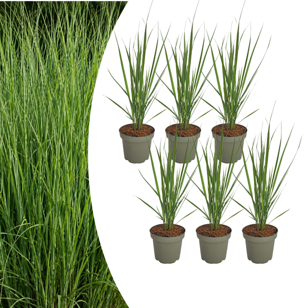 Rutenhirse ‚Northwind' – Panicum virgatum