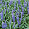 Lilientraube ‚Big Blue' – Liriope muscari – Ansicht 6