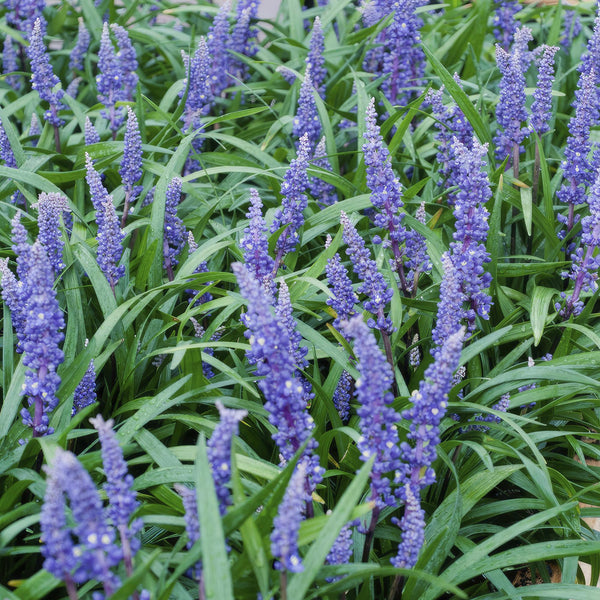 Lilientraube ‚Big Blue' – Liriope muscari – Ansicht 6