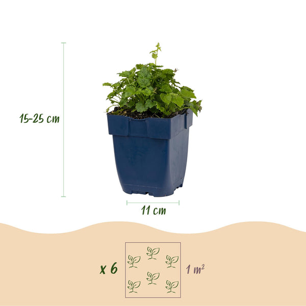 Hängepolster-Glockenblume ‚Lisduggan Variety' – Campanula poscharskyana – Ansicht 3