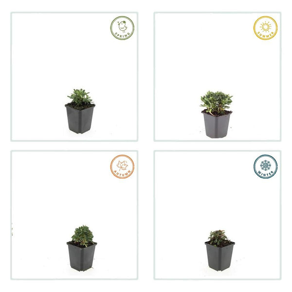 Dreizähniges Fingerkraut ‚Nuuk' – Potentilla tridentata – Ansicht 4