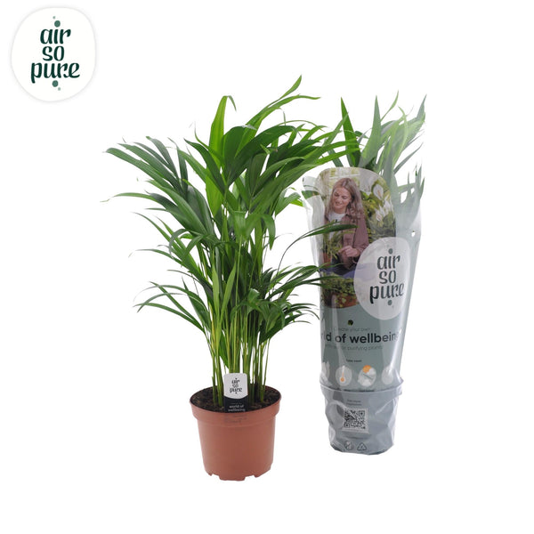 Goldfruchtpalme – Dypsis lutescens