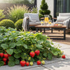 Erdbeere ‚Elsanta' – Fragaria × ananassa – Ansicht 5