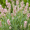 Lavendel ‚Rosea' – Lavandula angustifolia – Ansicht 5