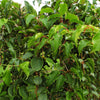 Mini-Kiwi ‚Weiki' – Actinidia arguta – Ansicht 4