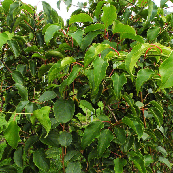 Mini-Kiwi ‚Weiki' – Actinidia arguta – Ansicht 4