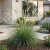 Lampenputzergras ‚Fairy Tales' – Pennisetum orientale – Ansicht 6