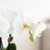 Pflanzen-Set „Bamboo White" – Orchidee ‚Amabilis' mit Grünpflanze – Ansicht 3