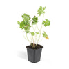 Storchschnabel ‚Rozanne' – Geranium – Ansicht 3