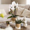 Schmetterlingsorchidee ‚Niagara Fall White' – Phalaenopsis – Ansicht 10