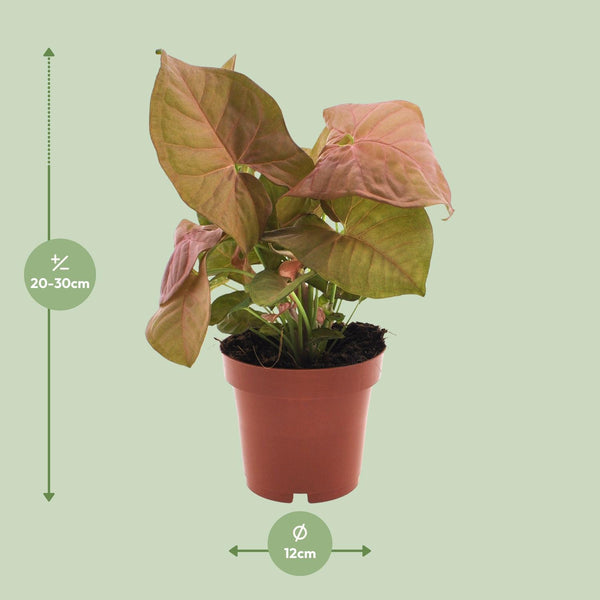 Purpurtute ‚Neon' – Syngonium podophyllum – Ansicht 2