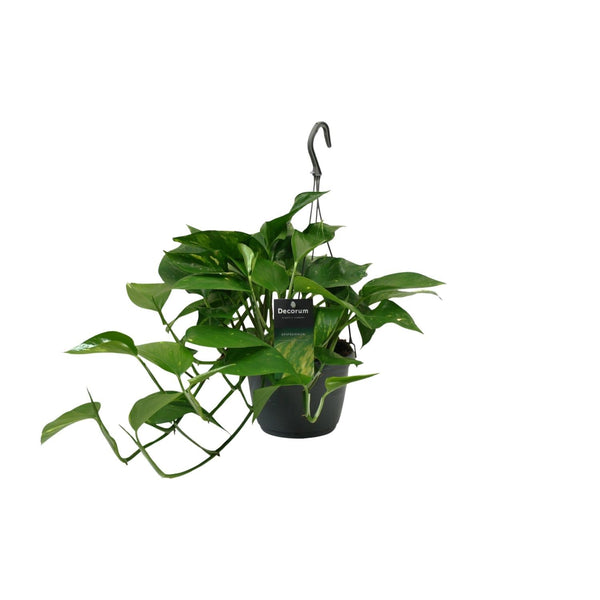 Efeutute – Epipremnum aureum