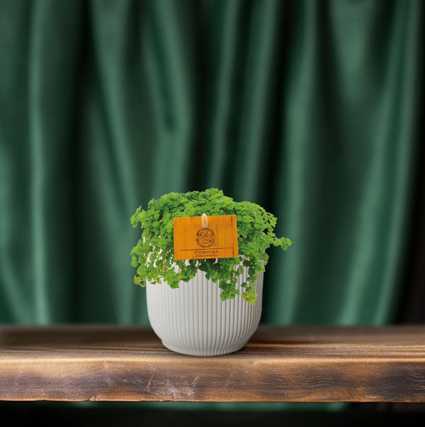Kanonierblume – Pilea depressa – Ansicht 3