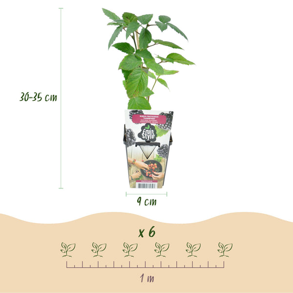 Dornlose Brombeere ‚Thornfree' – Rubus fruticosus – Ansicht 3