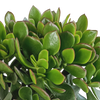 Geldbaum ‚Minova' – Crassula ovata – Ansicht 4