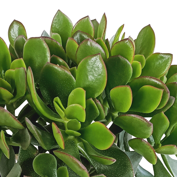 Geldbaum ‚Minova' – Crassula ovata – Ansicht 4